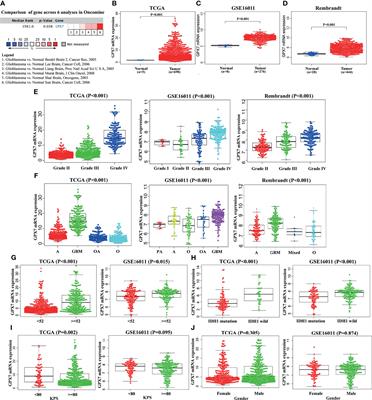 GPX7 Is Targeted by miR-29b and GPX7 Knockdown Enhances Ferroptosis Induced by Erastin in Glioma